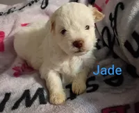 Jade/💙 blue hazel/green eyes, a male Lhasapoo for sale in Cicero, IL – 1 of 6