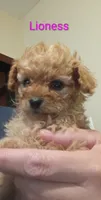 Lioness, a female Poodle - Toy  for sale in Cicero, IL – 6 of 7