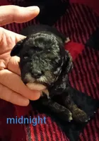 Midnight (Mini-Toy poodle), a male Poodle - Toy  for sale in Cicero, IL – 2 of 6