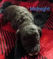 Midnight (Mini-Toy poodle), a male Poodle - Toy  for sale in Cicero, IL – 5 of 6