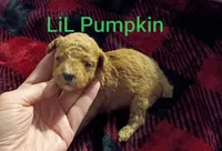 LIL Pumpkin (Mini-Toy Poodle), a male Poodle - Toy  for sale in Cicero, IL – 4 of 4