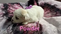 Powder/💜 purple, a female Lhasapoo for sale in Cicero, IL – 4 of 4