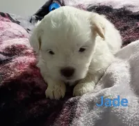 Jade/💙 blue hazel/green eyes, a male Lhasapoo for sale in Cicero, IL – 3 of 6