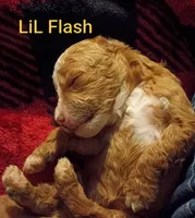 Flash (Mini-Toy Poodle), a male Poodle - Toy  for sale in Cicero, IL – 5 of 5