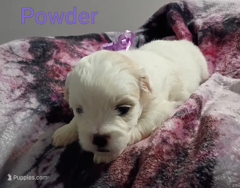 Powder/💜 purple – Lhasapoo puppy on hold in Cicero, IL