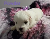 Powder/💜 purple, a female Lhasapoo for sale in Cicero, IL – 1 of 4