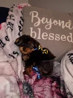 Mickey Teacup, a male Yorkshire Terrier for sale in Cicero, IL – Photo 2 of 5