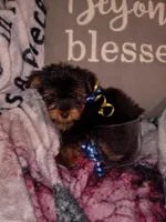 Mickey Teacup, a male Yorkshire Terrier for sale in Cicero, IL – Photo 5 of 5