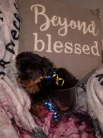 Mickey Teacup, a male Yorkshire Terrier for sale in Cicero, IL – Photo 4 of 5