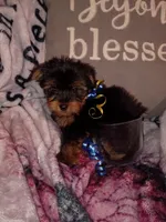 Mickey Teacup, a male Yorkshire Terrier for sale in Cicero, IL – Photo 3 of 5