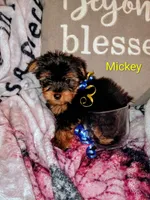 Mickey Teacup, a male Yorkshire Terrier for sale in Cicero, IL – Photo 1 of 5