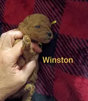Winston - Red (Mini-Toy Poodle) yellow ribbon, a male Poodle - Toy  for sale in Cicero, IL – 2 of 5
