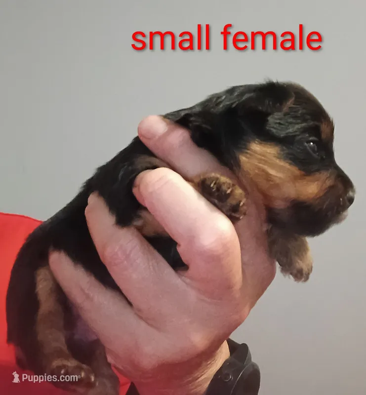 Bella Teacup – Yorkshire Terrier puppy for sale in Cicero, IL