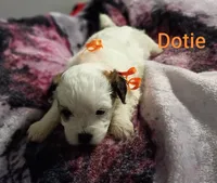 Dotie/orange 🧡, a female Lhasapoo for sale in Cicero, IL – 5 of 5