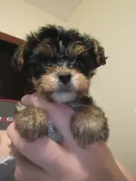 Maggie, a female Yorkshire Terrier and Poodle - Toy  for sale in Cicero, IL – 7 of 7