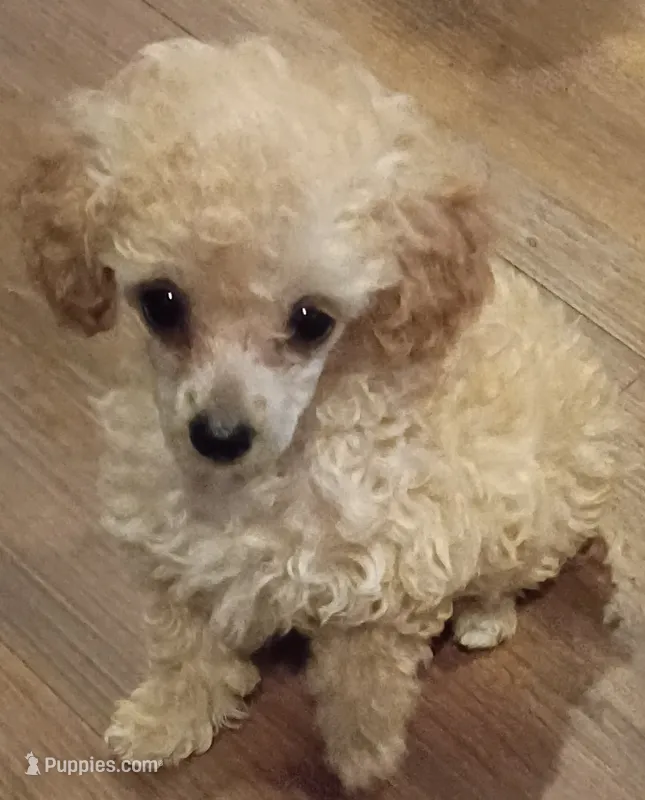 Sweetness- Teacup – Poodle - Toy  puppy for sale in Cicero, IL