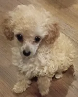 Sweetness, a female Poodle - Toy  for sale in Cicero, IL – 1 of 5