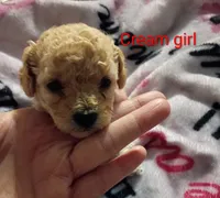 Sweetness- Teacup, a female Poodle - Toy  for sale in Cicero, IL – 2 of 2