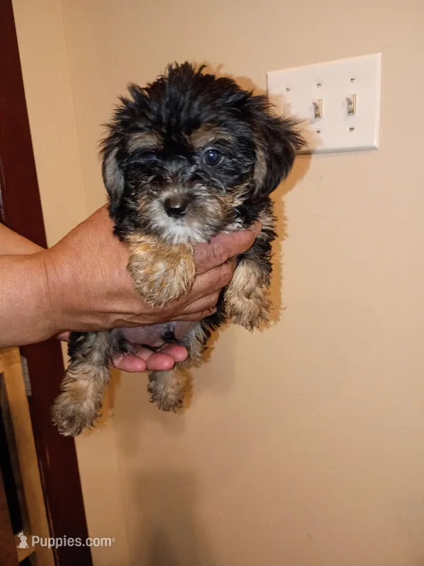 Ron / yorkie poo – Yorkshire Terrier puppy for sale in Cicero, IL