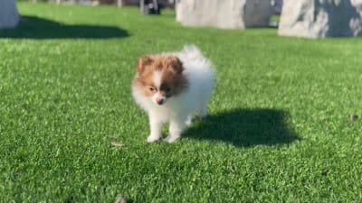 Guero , a male Pomeranian for sale in New Brunswick, NJ – 5 of 6