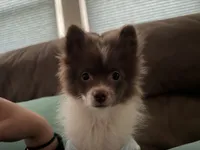 Gordo , a male Pomeranian for sale in New Brunswick, NJ – 2 of 3