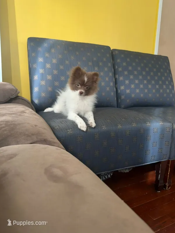 Gordo  – Pomeranian puppy on hold in New Brunswick, NJ