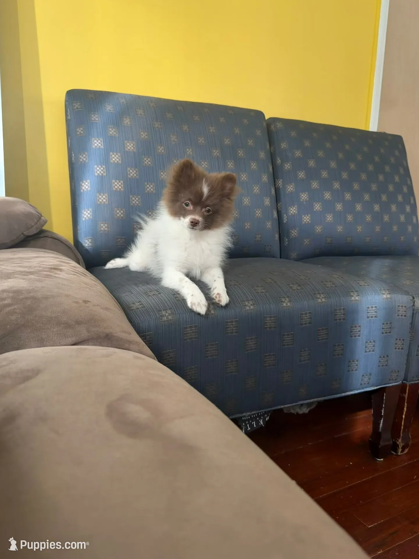 Gordo , a male Pomeranian for sale in New Brunswick, NJ – 1 of 3