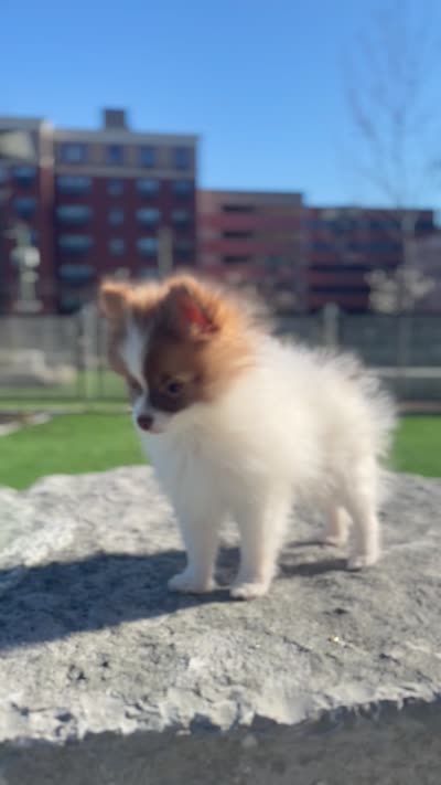 Guero , a male Pomeranian for sale in New Brunswick, NJ – 6 of 6