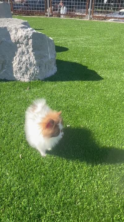 Guero , a male Pomeranian for sale in New Brunswick, NJ – 4 of 6