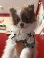 Guero , a male Pomeranian for sale in New Brunswick, NJ – 3 of 6