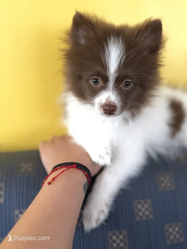 Manchitas  – Pomeranian puppy for sale in New Brunswick, NJ