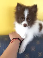 Manchitas , a male Pomeranian for sale in New Brunswick, NJ – 1 of 4