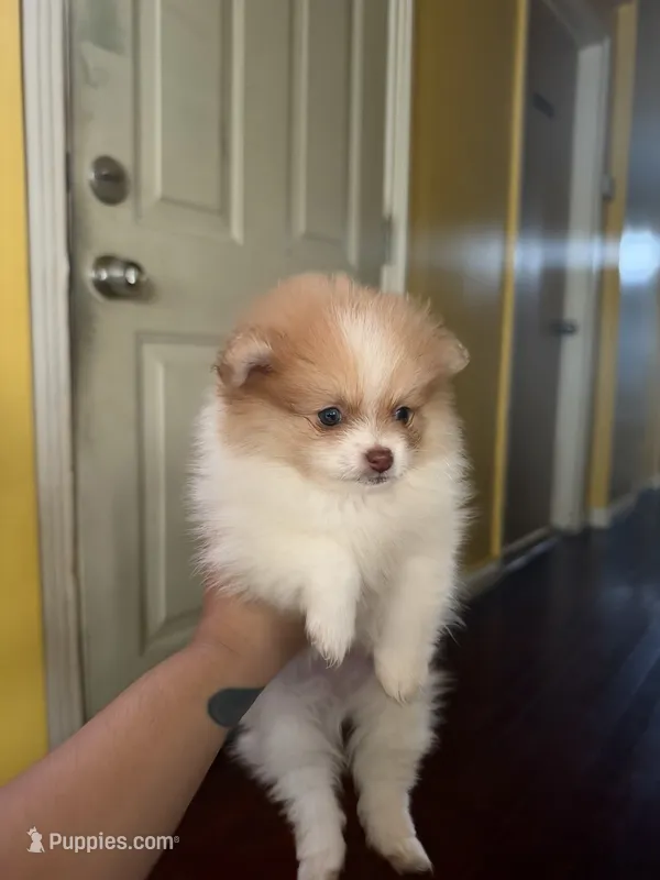 Canelo – Pomeranian puppy for sale in New Brunswick, NJ
