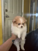 Canelo, a male Pomeranian for sale in New Brunswick, NJ – 1 of 5