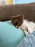 Miracle , a male Pomeranian for sale in New Brunswick, NJ – 4 of 5