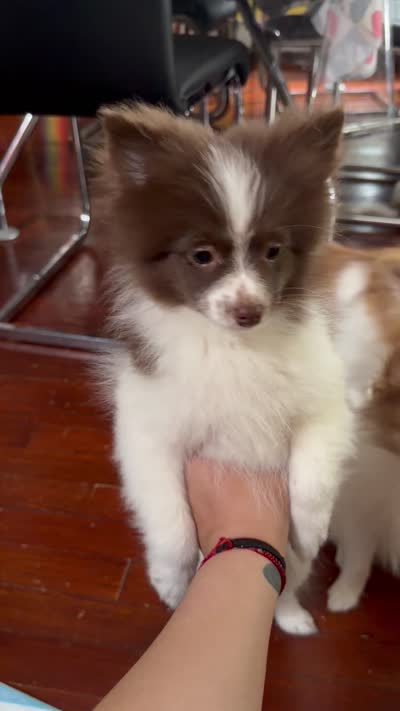 Manchitas , a male Pomeranian for sale in New Brunswick, NJ – 4 of 4