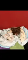 Miracle , a male Pomeranian for sale in New Brunswick, NJ – 5 of 6