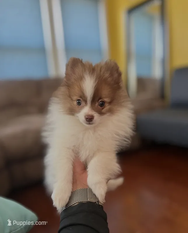 Guero  – Pomeranian puppy for sale in New Brunswick, NJ