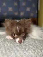 Miracle , a male Pomeranian for sale in New Brunswick, NJ – 2 of 5