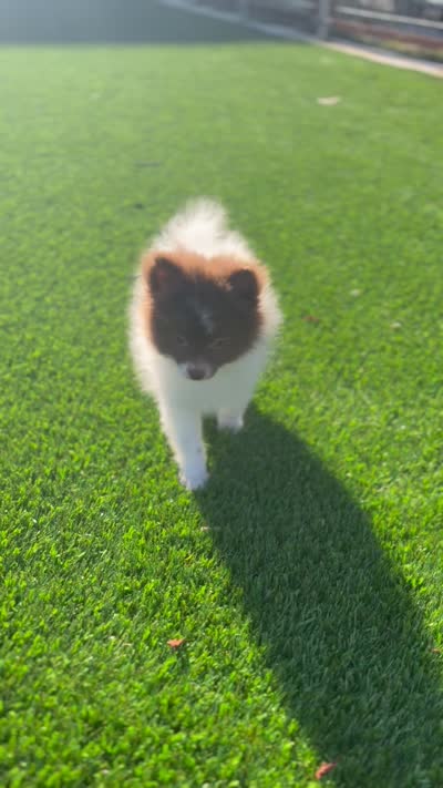 Gordo , a male Pomeranian for sale in New Brunswick, NJ – 3 of 3