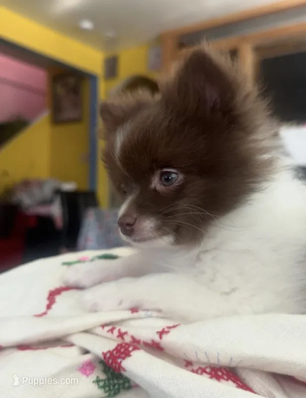 Miracle  – Pomeranian puppy for sale in New Brunswick, NJ