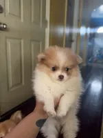 Canelo, a male Pomeranian for sale in New Brunswick, NJ – 2 of 5