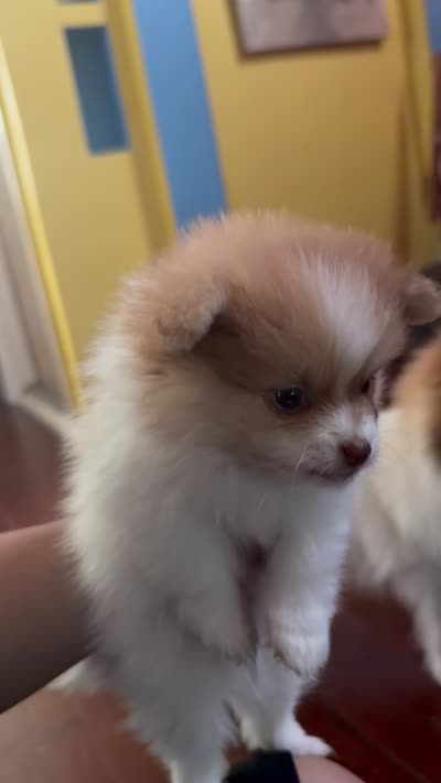 Canelo, a male Pomeranian for sale in New Brunswick, NJ – 5 of 5