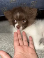 Miracle , a male Pomeranian for sale in New Brunswick, NJ – 3 of 5