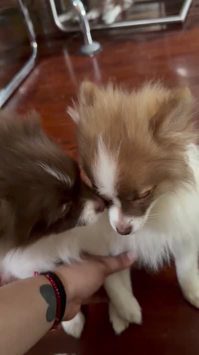 Manchitas , a male Pomeranian for sale in New Brunswick, NJ – 3 of 4