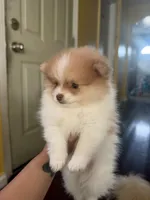 Canelo, a male Pomeranian for sale in New Brunswick, NJ – 3 of 5