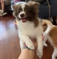 Manchitas , a male Pomeranian for sale in New Brunswick, NJ – 3 of 4