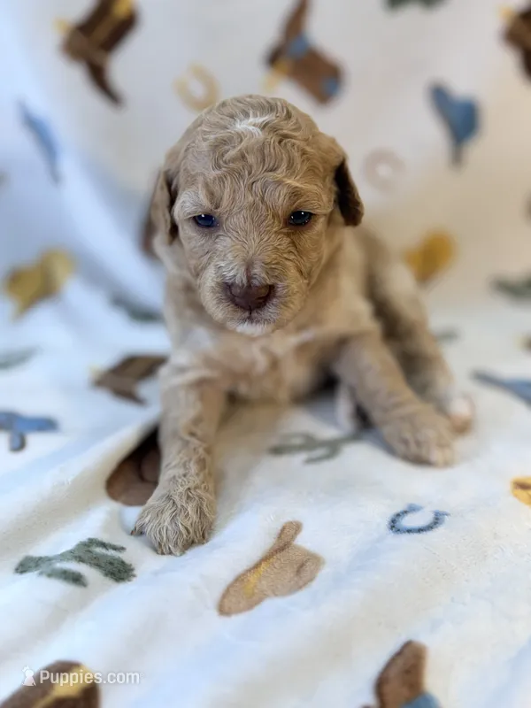 Girl6 – Poodle - Miniature  puppy for sale in Houston, TX