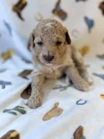 Girl6, a female Poodle - Miniature  for sale in Houston, TX – 1 of 3