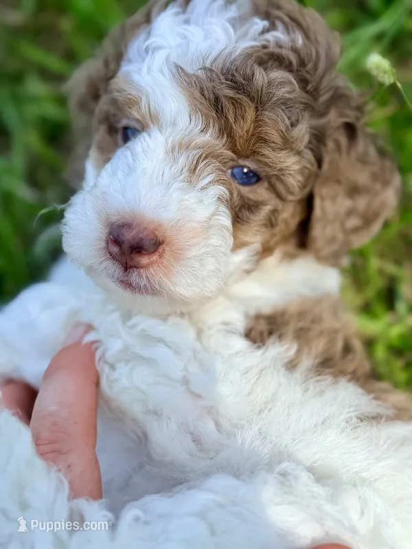 Girl 1 – Poodle - Miniature  puppy for sale in Houston, TX
